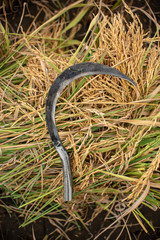 sickle in the rice