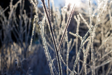 Fototapeta premium Śnieg w mroźny poranek na roślinach w przyrodzie