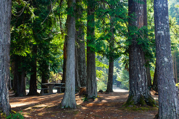 forest with light and shadows stretching on dirt ground