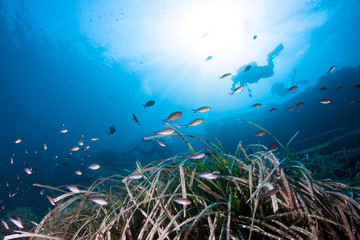 Fototapeta na wymiar Silhouette of scuba divers underwater in the deep blue sea. 