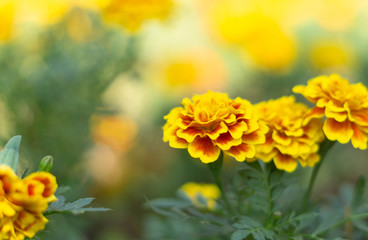 French Marigold or Tagetes Patula flower close up