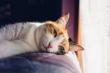 Calico cat lying on a bed