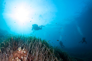 Naklejka na ściany i meble Silhouette of scuba divers underwater in the deep blue sea. 