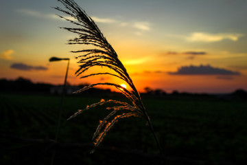 sunset over wheat field