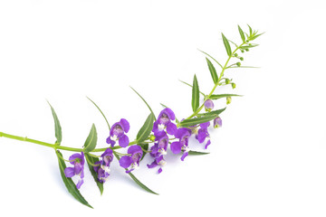 Purple Angelonia goyazensis Benth flower on white background
