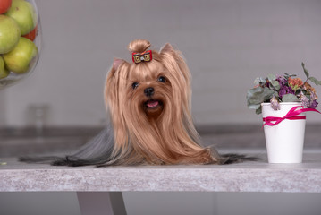 Dog breed Yorkshire Terrier in a beautiful kitchen sitting on the table. Beautiful grooming.