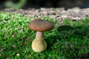 Honey mushroom, Armillaria lutea