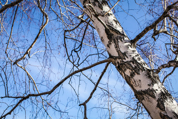 The sun shines on birch tree with branches without leaves against blue sky in autumn forest on a sunny day