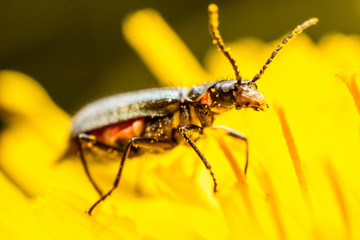 Wasp on a yellow wild flower, macro