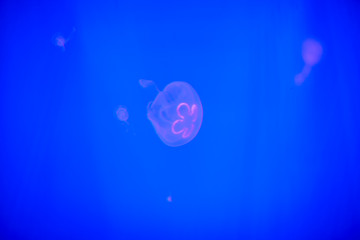 beautiful and dangerous animal of the underwater world. Sea jellyfish swims in aquarium.