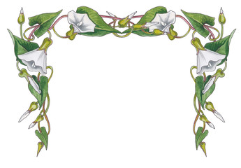 watercolor hand drawing frame with ipomea flowers.