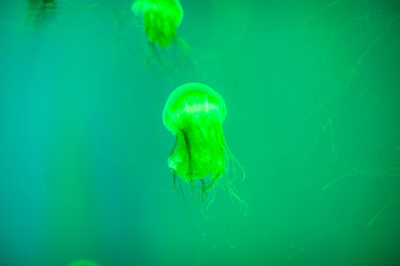 beautiful and dangerous animal of the underwater world. Sea jellyfish swims in aquarium.