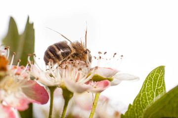 Wasp on a wild white flowers, macrophotography