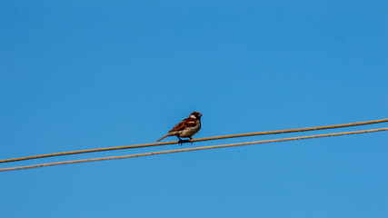 Sparrow on Wire