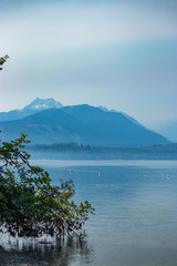 tree arching over the waters of puget sound on the left of frame