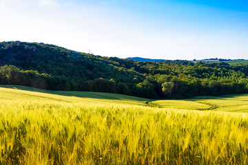 Fields in Tuscany, Italy