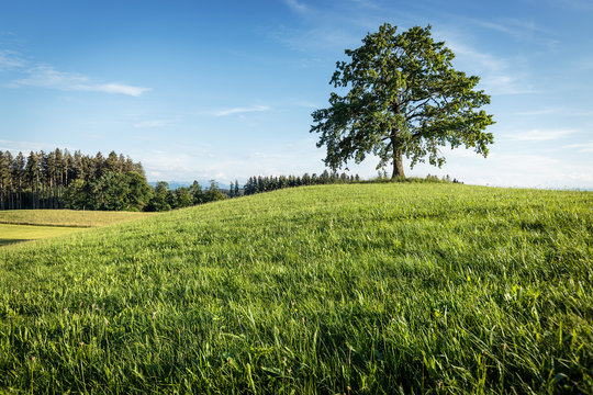Baum bei Münsing, Bayern, Deutschland.