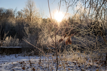 Tree branches covered with frost on a frosty winter morning