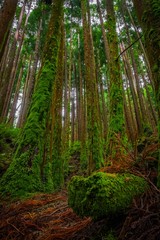 Fototapeta na wymiar Árvores na floresta