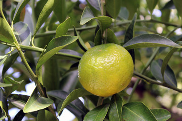 Frutto del mandarino con foglie sull'albero