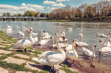 Beautiful Swans on river side with bridge, Piestany, Slovakia