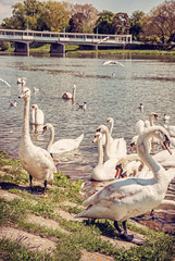Swans on river side with bridge, Piestany © vrabelpeter1