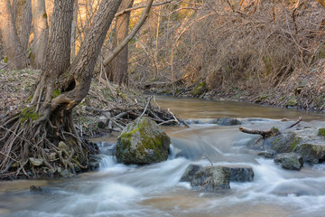 River in the forest in the spring