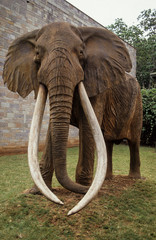 Eléphants d'Afrique, Ahmed, gros porteur, Loxodonta africana, Kenya