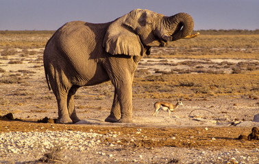 Eléphants d'Afrique,  défense cassée, Loxodonta africana, .Parc national d'Etosha, Namibie