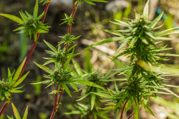 soft focus cannabis fresh green plant on garden park outdoor wilderness floral environment  