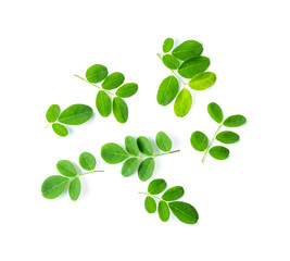 Obraz premium Moringa leaves on white background. top view
