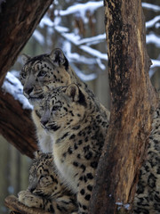 Snow leopard, Uncia uncia, female with grown young