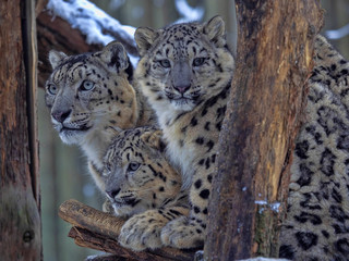 Snow leopard, Uncia uncia, female with grown young