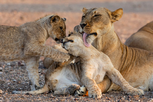 Affection