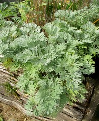 Armoise absinthe  (Artemisia absinthium) cultivée dans un jardin
