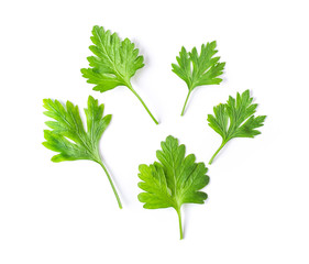 parsley isolated on white background. top view