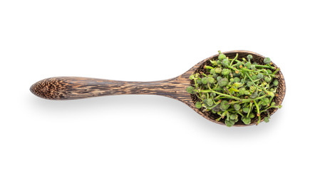 Flower of Sa lae or Broussonetia kurzii Corner in wood spoon on white background. top view