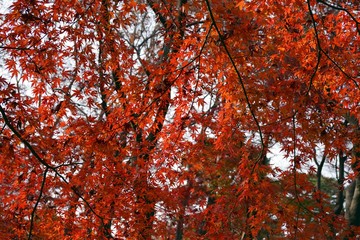 真っ赤なモミジ