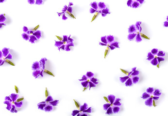 Fototapeta na wymiar Violet flower isolated on white . top view for background