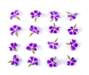 Obraz na płótnie Canvas Violet flower isolated on white background. top view