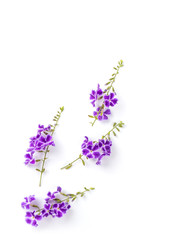 Obraz premium Fiołkowy kwiat odizolowywający na białym tle. widok z góry