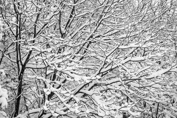 Winter background. Branches covered with snow 
