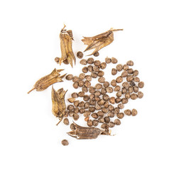 Perilla herb seed isolated on white background. top view