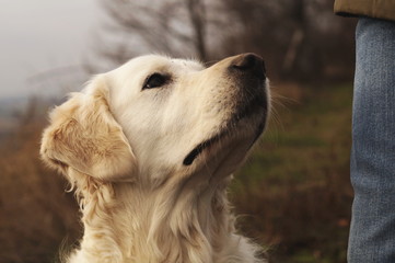 Weißer Golden Retriever schaut aufmerksam