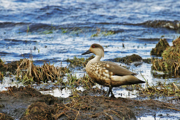 A Crested Duck, Anas specularioides