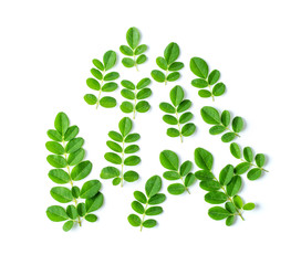 Moringa leaves on white background. top view