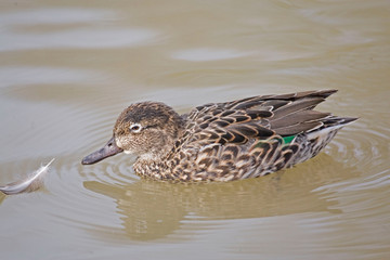 A Female Eurasian Teal, Anas crecca