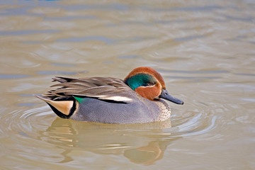 A Relaxed male Eurasian Teal, Anas crecca