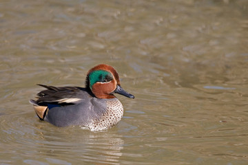 A Male Eurasian Teal, Anas crecca, swimming