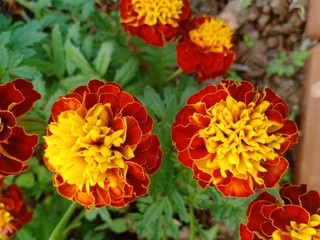 Flower garden vol.32